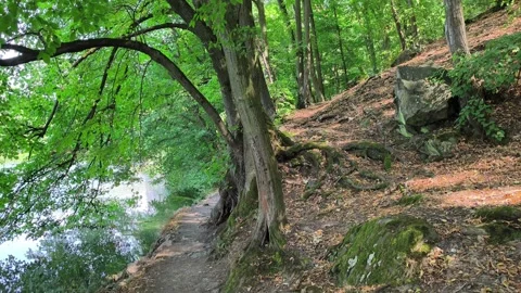 Forest path next to water with large tree roots and rocks Stock Footage 341894921