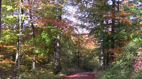 Forest path or dirt road in beautiful autumn leaf colours Video stock 142083095