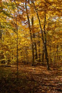 Forest Path with Orange and Yellow Fall leaves Stock Photos