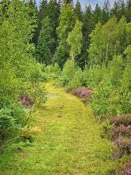 Forest path overgrown with grass. Heather at the edge of the path. Trees an.. Stock Photos