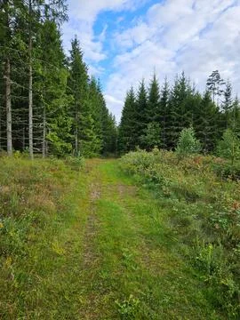 Forest path overgrown with grass. Heather at the edge of the path. Trees an.. Stock Photos
