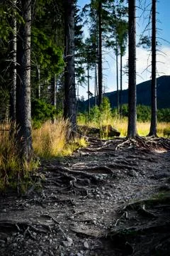 Forest path overgrown tree roots Stock Photos