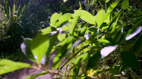 Forest Path Pan Shot Reveal from Bushes and Leaves 動画素材 155415492
