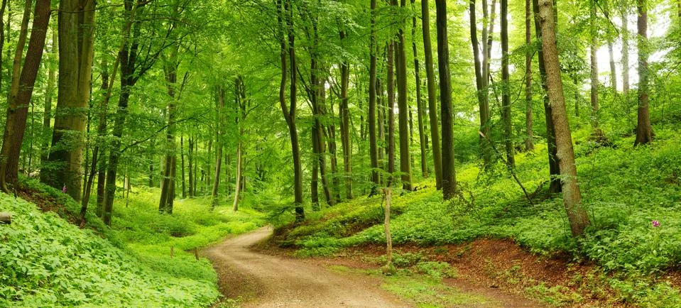Forest path panorama Foto stock