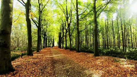 Forest path in the park Seringenberg in Wassenaar (Holland) Video stock 119300472