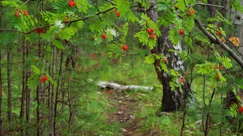 A forest path passing between the trees and the branches of a rowan tree. Stock Footage 282086525
