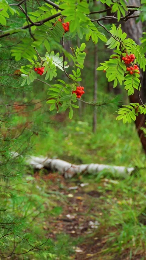 A forest path passing between the trees and the branches of a rowan tree. Stock Footage 292600882