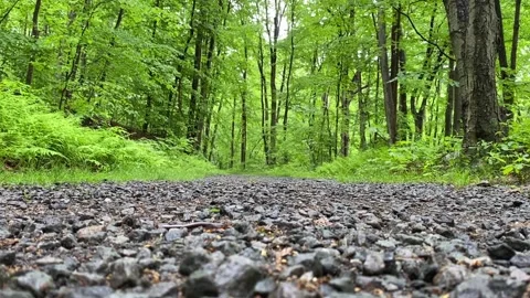 Forest Path Pebble Ground CloseUp | Worm Crossing Road | Still Stock Footage 199662917