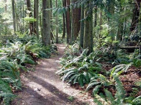 Forest path Stock Photos