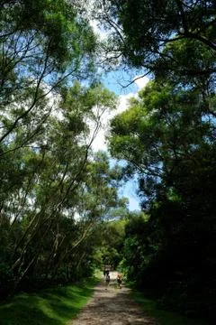 Forest path Stock Photos