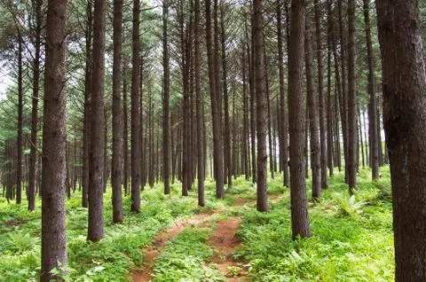 Forest path Stock Photos