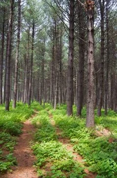 Forest path Stock Photos