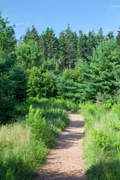 Forest path Stock Photos