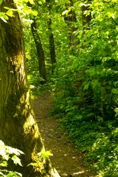 Forest path Stock Photos