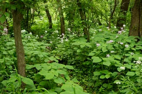 Forest path 스톡 사진