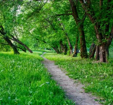 Forest path Stock Photos