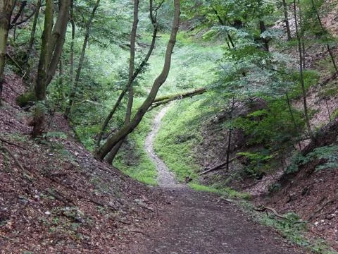 Forest path Stock Photos