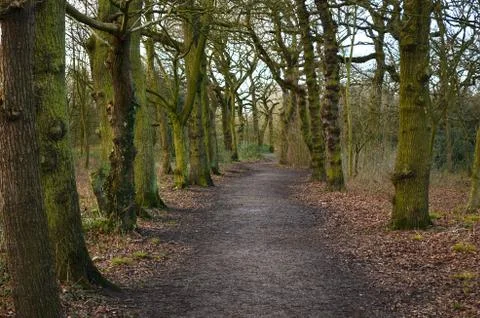 Forest Path Stock Photos