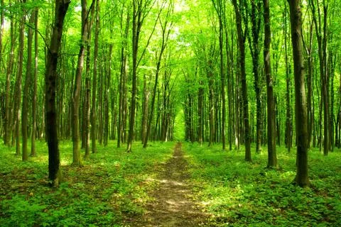 Forest path Stock Photos