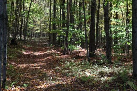 Forest path Stock Photos