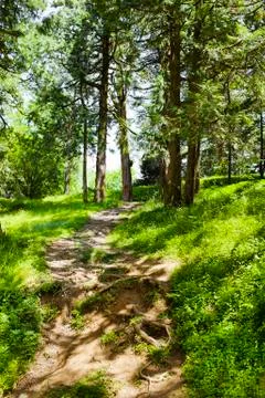 Forest path Stock Photos
