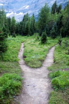 Forest path Stock Photos