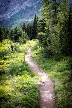 Forest path Stock Photos