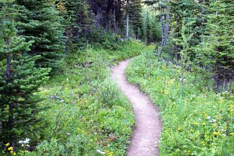 Forest path Stock Photos