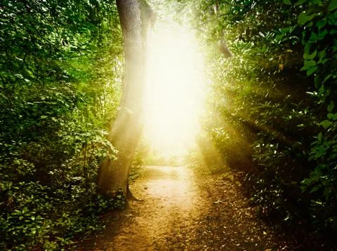 Forest path Stock Photos