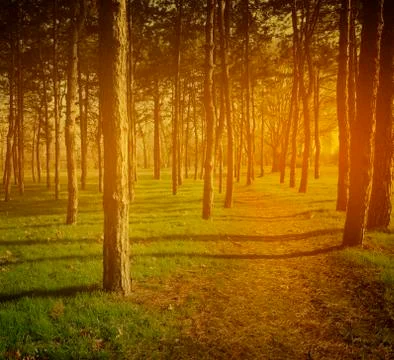 Forest path Stock-Fotos