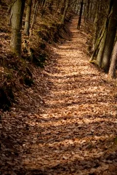 Forest path Stock Photos