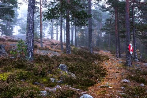 Forest Path Stock Photos