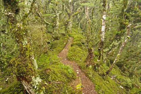 Forest Path Stock Photos