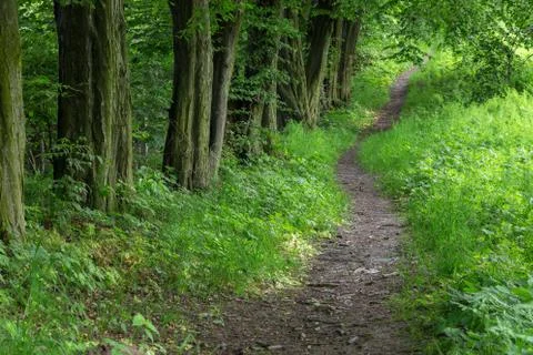Forest path Stock Photos
