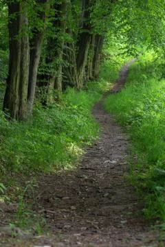 Forest path Stock Photos