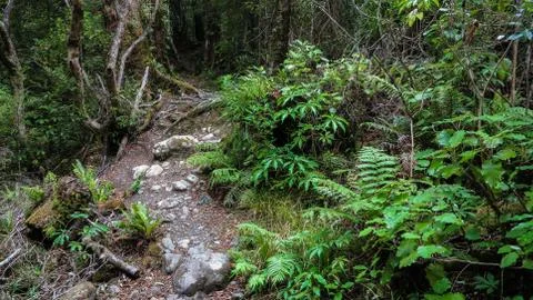 Forest path Fotos Stock