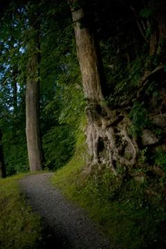 Forest path Stock Photos