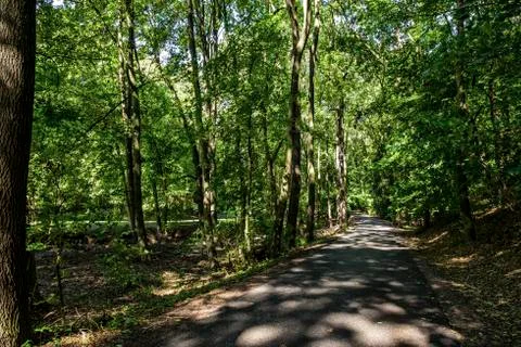Forest path Stock Photos
