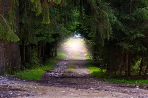 Forest path Stock Photos
