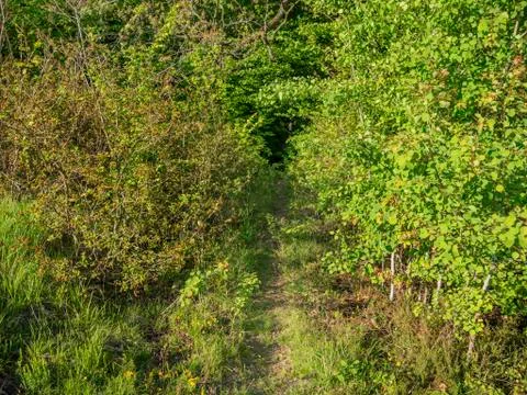 Forest path  Stock Photos