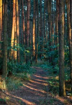 Forest path Stock Photos