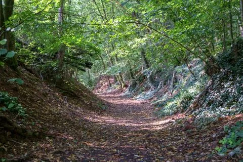 Forest Path Stock Photos