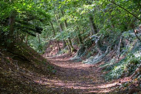 Forest Path Stock Photos