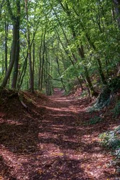Forest Path Stock Photos
