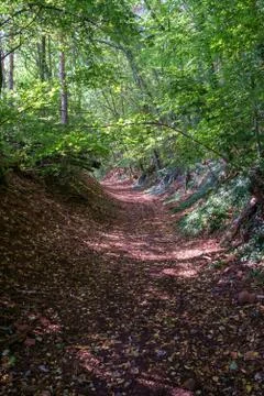 Forest Path Stock Photos