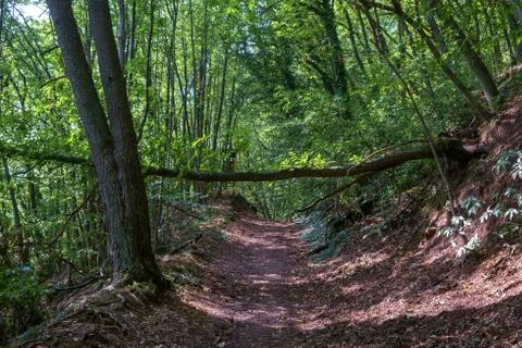 Forest Path Stock Photos