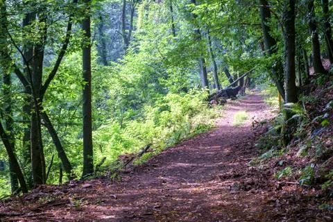 Forest Path Stock Photos