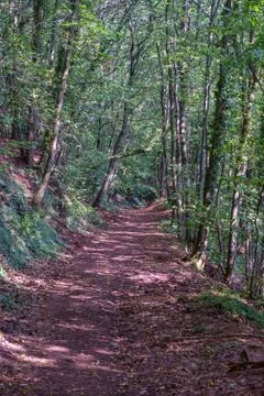 Forest Path Stock Photos