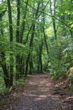 Forest Path Stock Photos