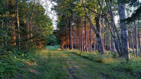 Forest Path Foto stock